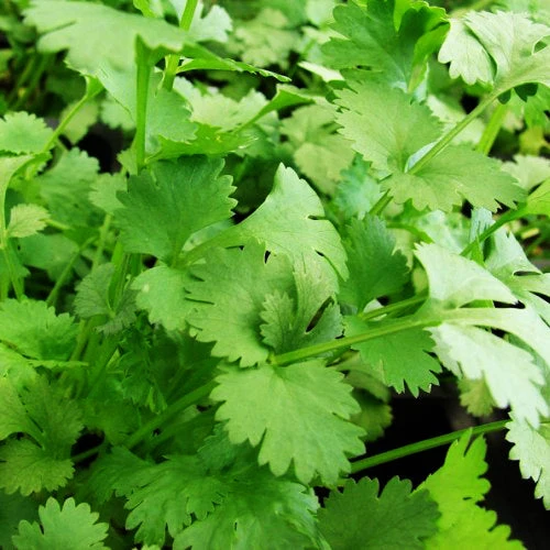 Coriandre ‘Santo’ ( Coriandrum sativum )