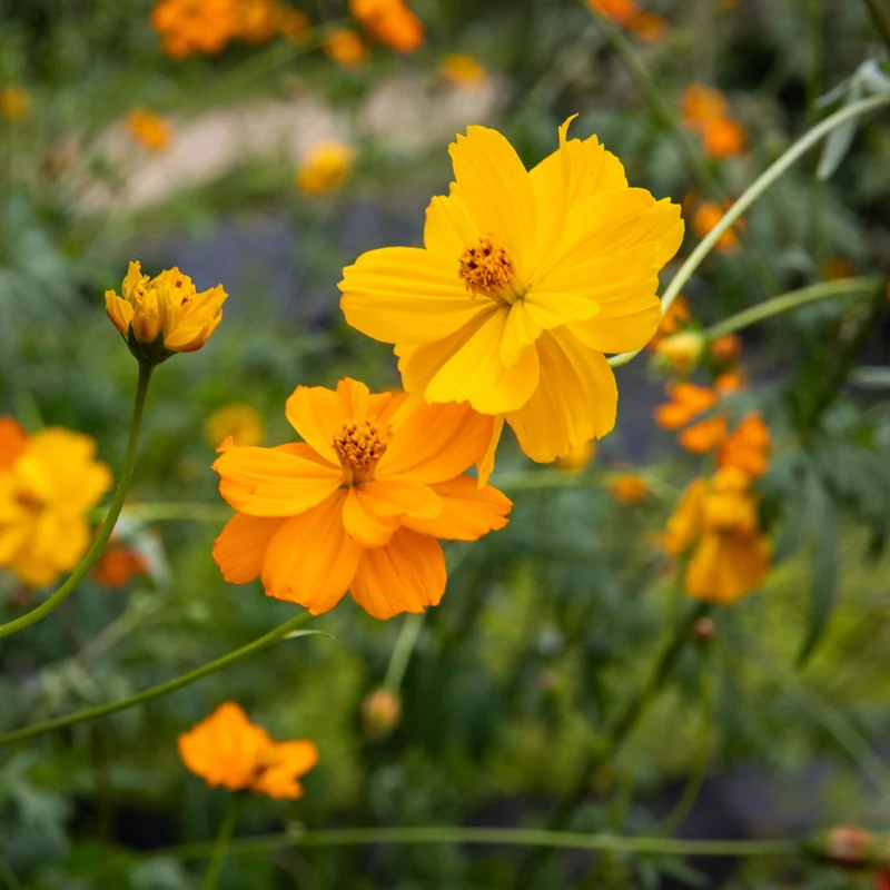 Cosmos ‘Bright Lights’ ( Cosmos sulphureus )