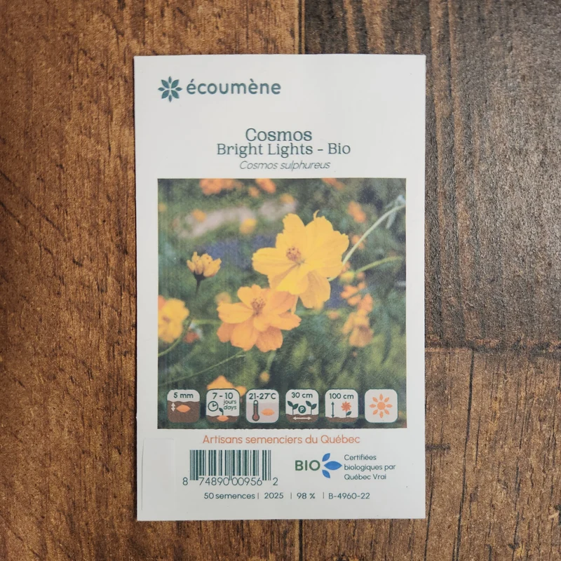 Cosmos ‘Bright Lights’ ( Cosmos sulphureus )
