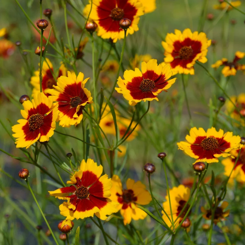 Coréopsis Bouquet Magic ( Coreopsis tinctoria )