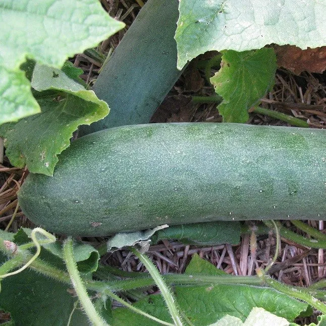 Concombre ‘Tante Alice’ ( Cucumis sativus )