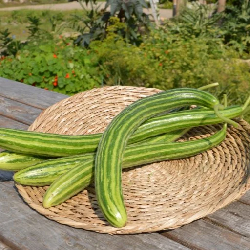 Concombre ‘Serpent’ ( Cucumis melo var. flexuosus )