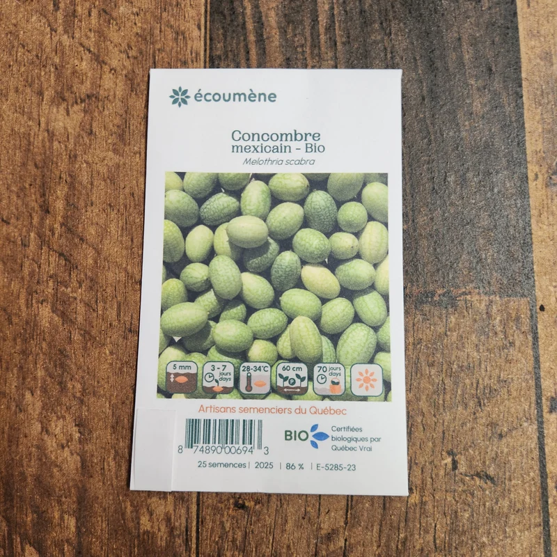 Concombre mexicain ‘Mouse Melon’ ( Melothria scabra )