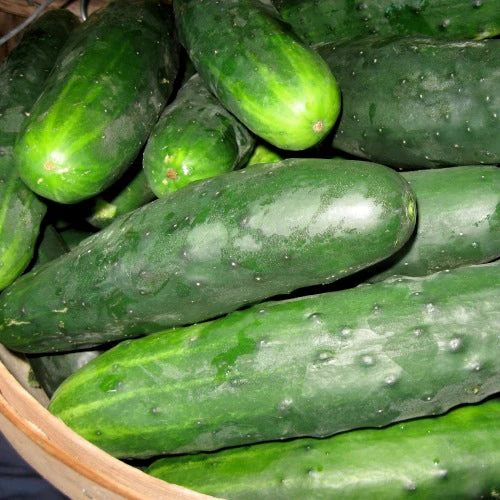 Concombre ‘Marketmore 76’ ( Cucumis sativus )