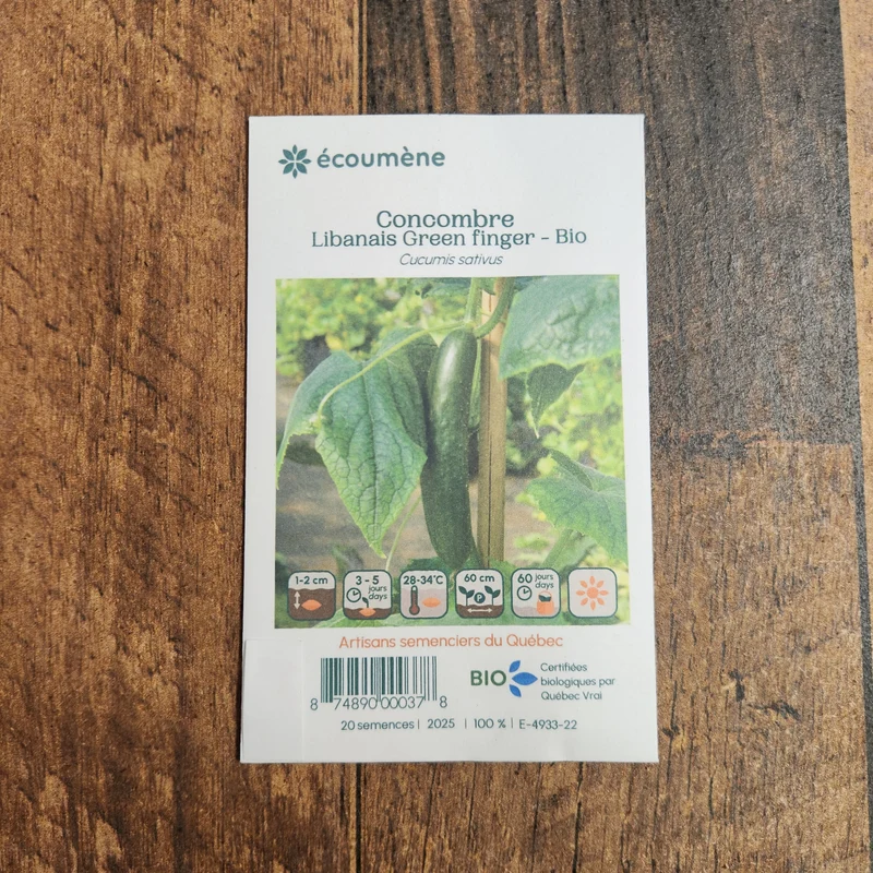 Concombre libanais ‘Green Finger’ ( Cucumis sativus )