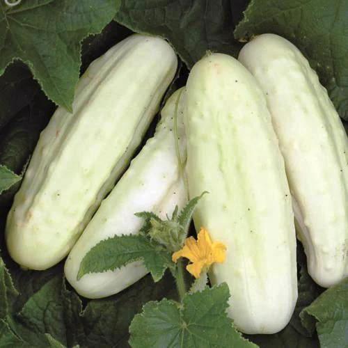 Concombre blanc ‘De Hollande’ ( Cucumis sativus )