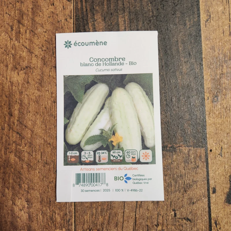 Concombre blanc ‘De Hollande’ ( Cucumis sativus )