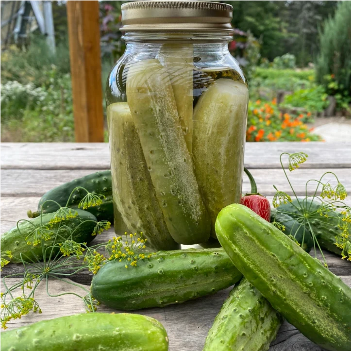 Concombre à cornichon ‘National Pickling’ ( Cucumis sativus )