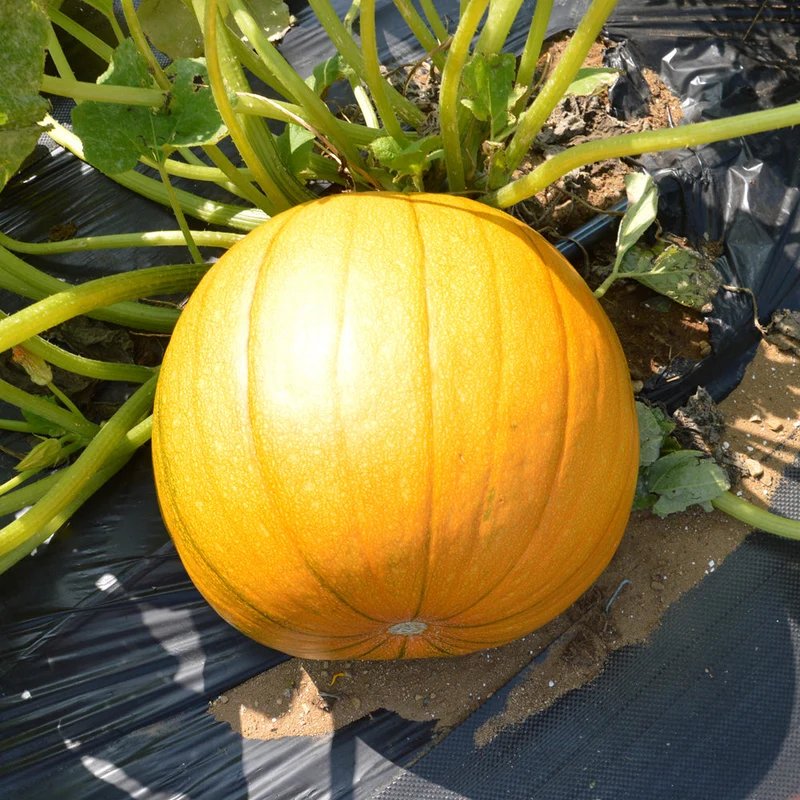 Citrouille ‘Cheyenne Bush’ ( Cucurbita pepo )