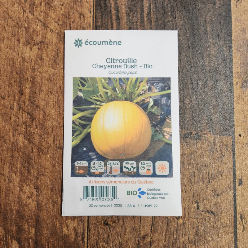 Citrouille ‘Cheyenne Bush’ ( Cucurbita pepo )