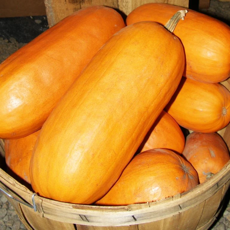 Citrouille ‘Algonquienne’ ( Cucurbita pepo )