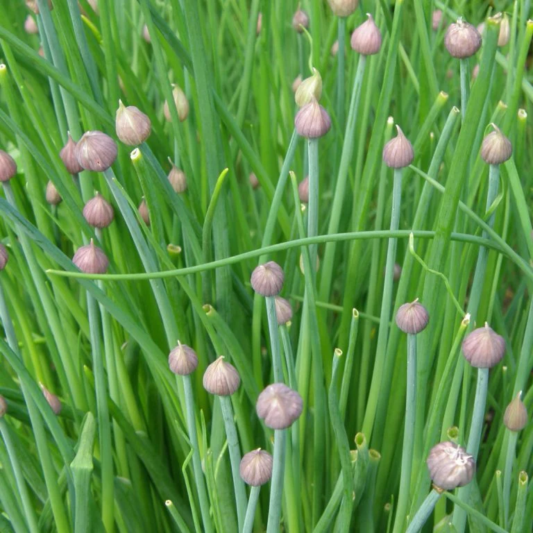 Ciboulette de jardin ( Allium schoenoprasum )
