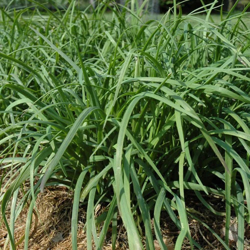 Ciboulette chinoise ( Allium tuberosum )