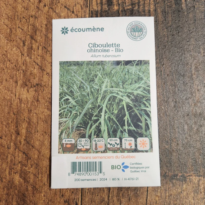 Ciboulette chinoise ( Allium tuberosum )