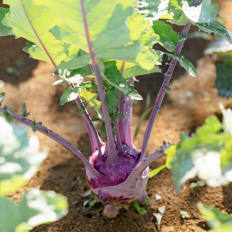 Chou-rave ‘Violet hâtif de Vienne’ ( Brassica oleracea var. gongylodes )