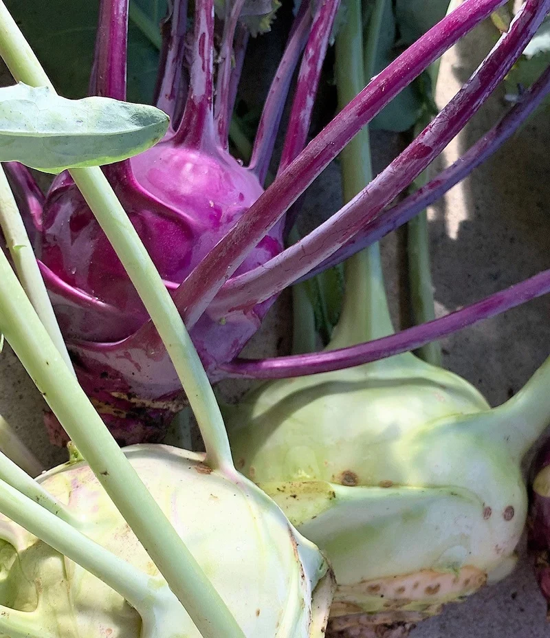 Chou-rave mélange ( Brassica oleracea var. gongylodes )