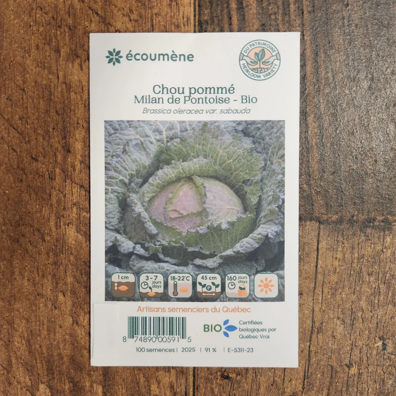 Chou pommé ‘Milan de Pontoise’ ( Brassica oleracea var. capitata )