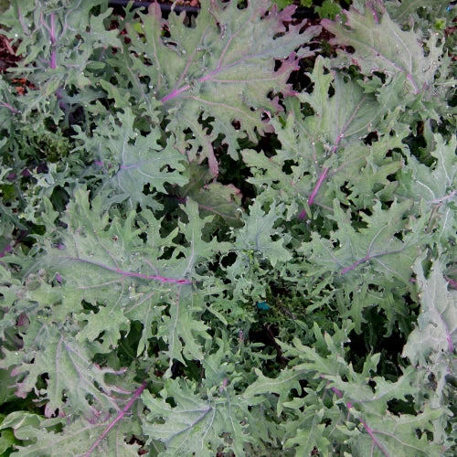 Chou frisé ‘Red Ursa’ ( Brassica napus )