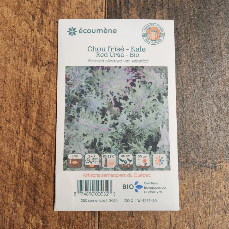 Chou frisé ‘Red Ursa’ ( Brassica napus )