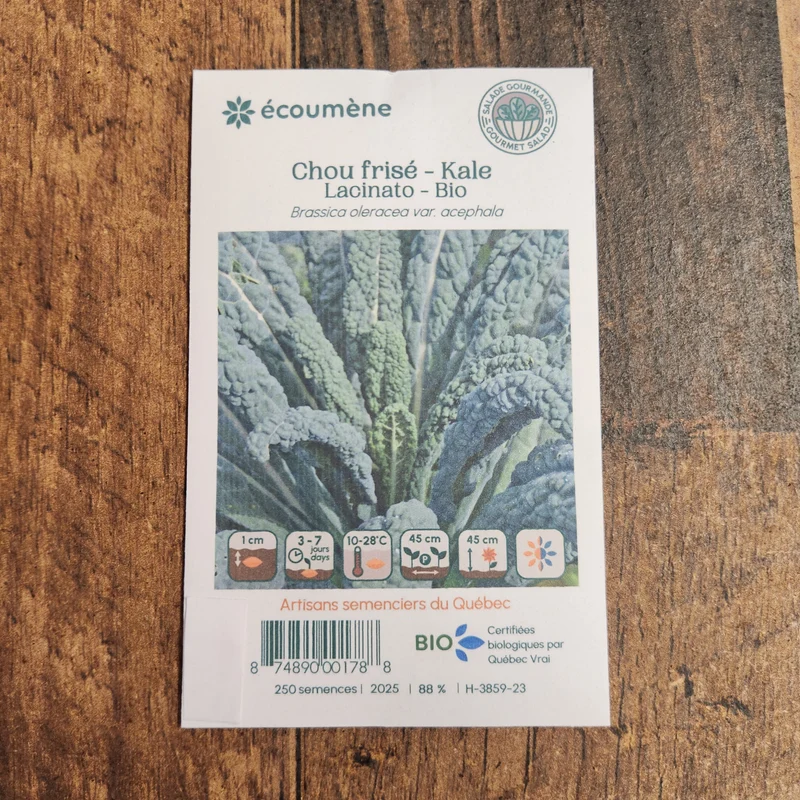 Chou frisé ‘Lacinato’ ( Brassica oleracea var. palmifolia )