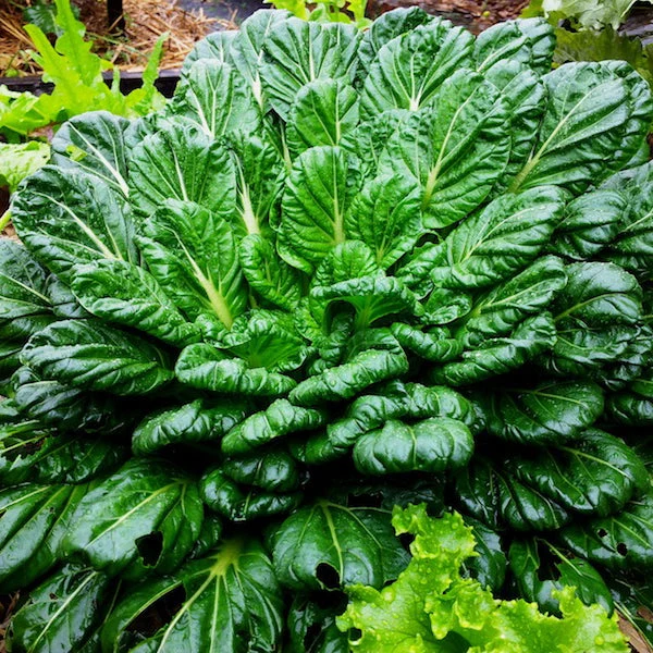 Chou chinois ‘Tatsoi’ ( Brassica rapa subsp. narinosa )