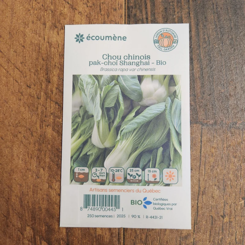 Chou chinois ‘Pak-Choï Shanghai’ ( Brassica rapa subsp. chinensis )