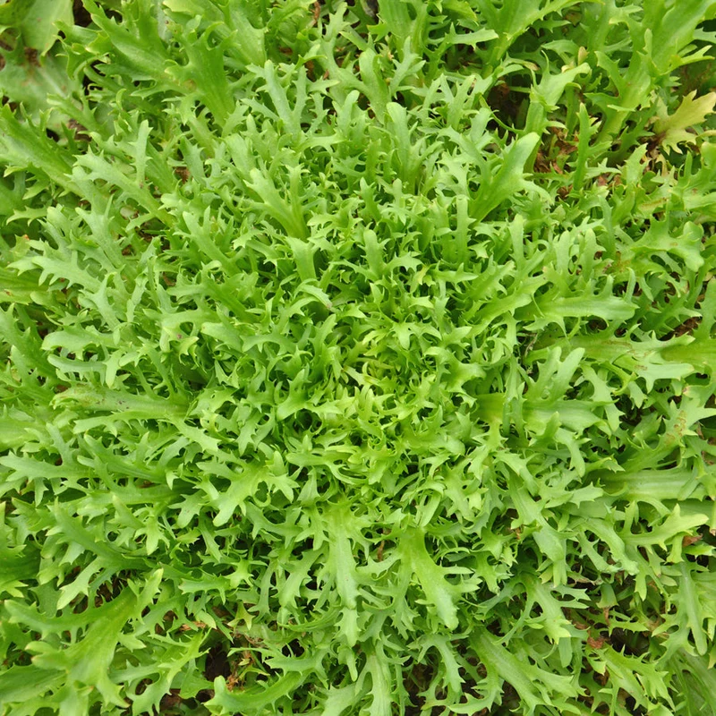 Chicorée très fine maraîchère ( Cichorium endivia )