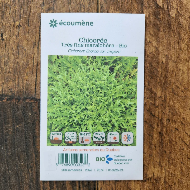 Chicorée très fine maraîchère ( Cichorium endivia )