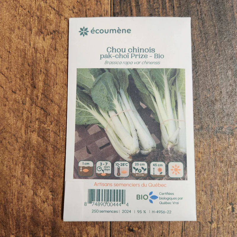 Chou chinois ‘Pak-Choï Prize’ ( Brassica rapa subsp. chinensis )