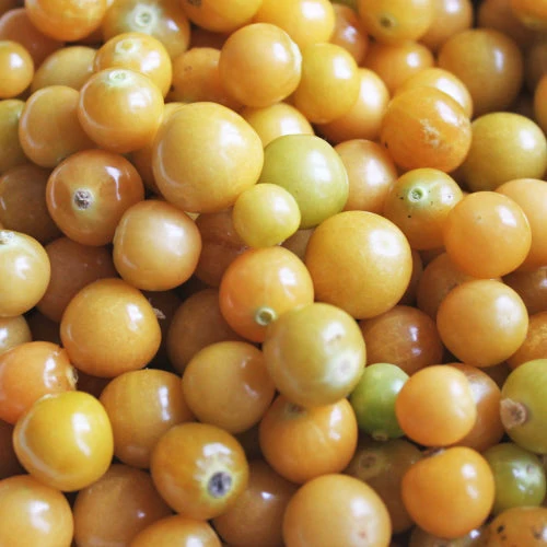 Cerise de terre ‘Golden Husk’ ( Physalis pruinosa )