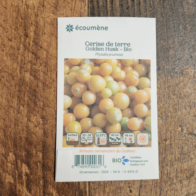 Cerise de terre ‘Golden Husk’ ( Physalis pruinosa )