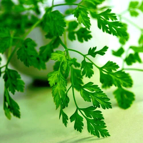 Cerfeuil des jardins ( Anthriscus cerefolium )
