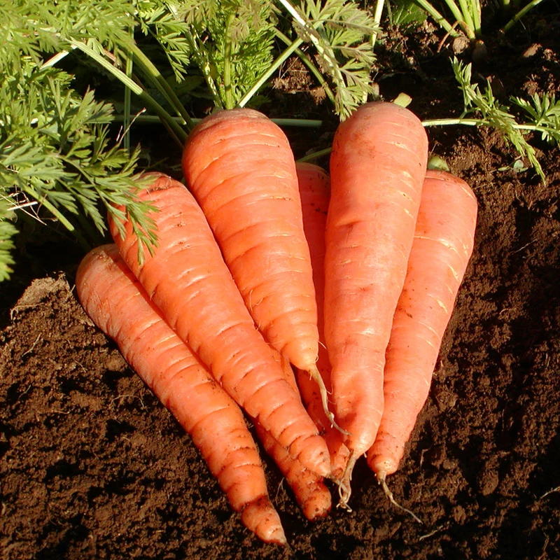 Carotte ‘Danvers 126’ ( Daucus carota subsp. sativus )
