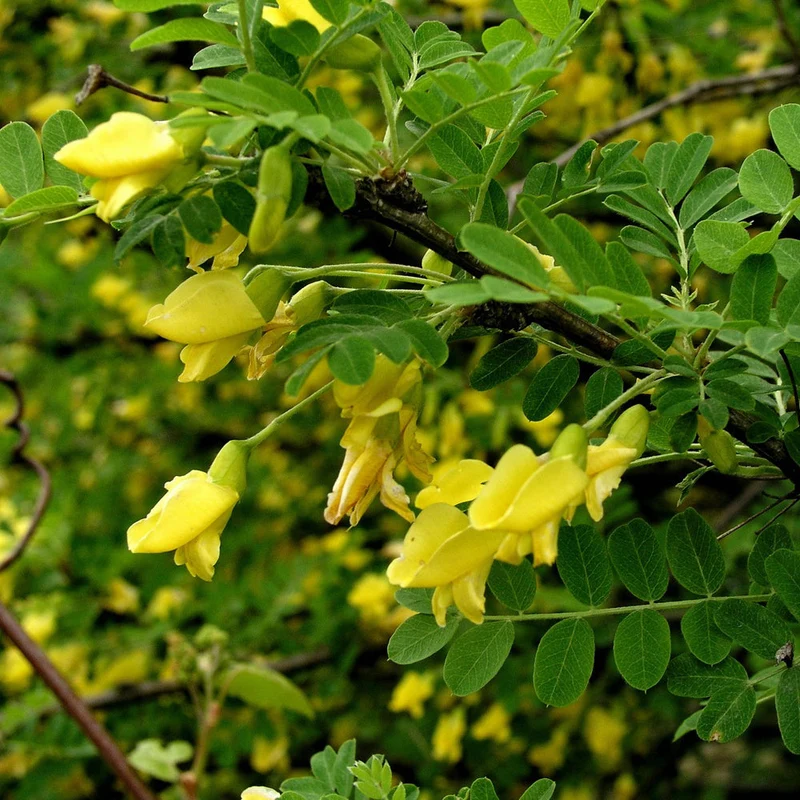 Caraganier de Sibérie ( Caragana arborescens )
