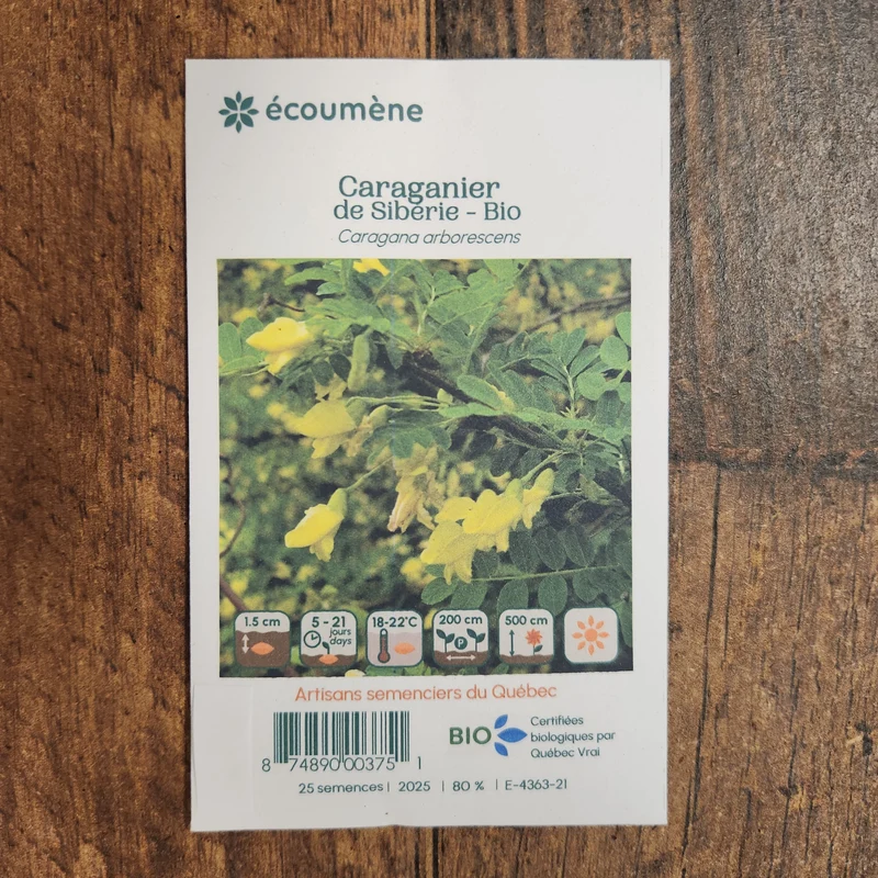 Caraganier de Sibérie ( Caragana arborescens )