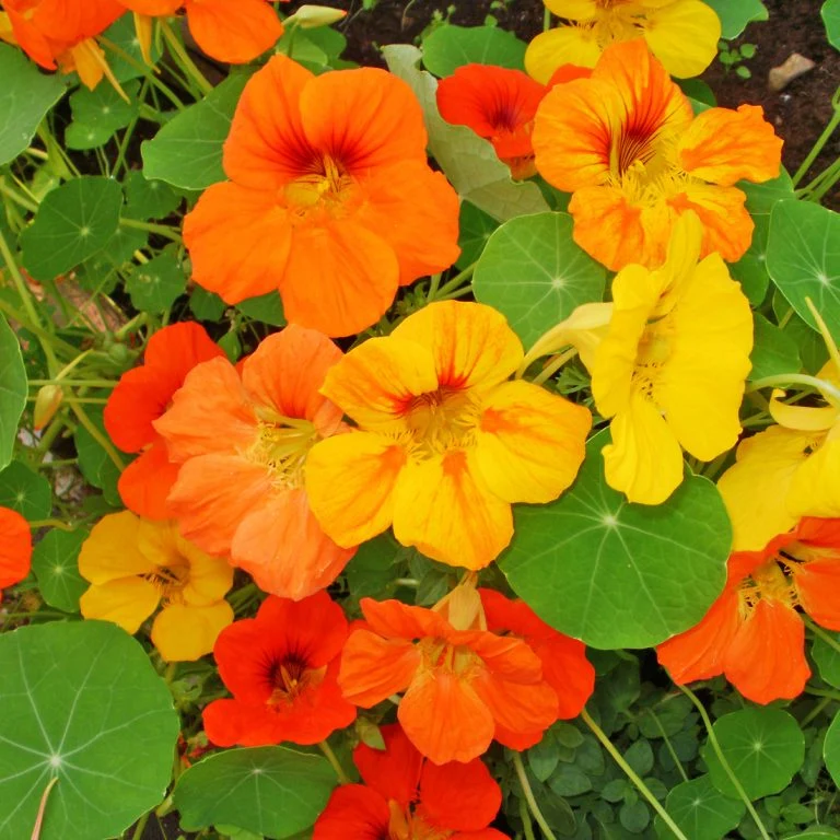 Capucine ‘Jewel’ ( Tropaeolum majus )