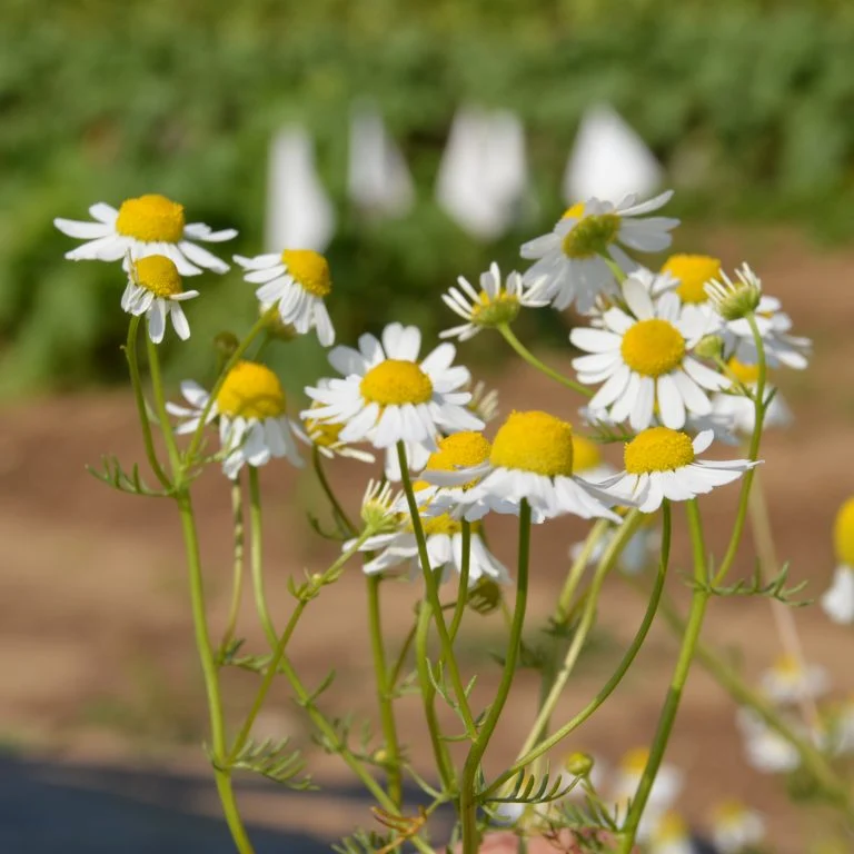 Camomille ’Allemande’ ( Matricaria recutita )