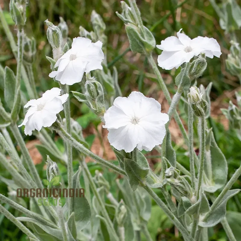 Lychnis Coronaria Alba Flower Seeds, Beautiful White Blooms for Your Garden, Premium Seeds for Gardening