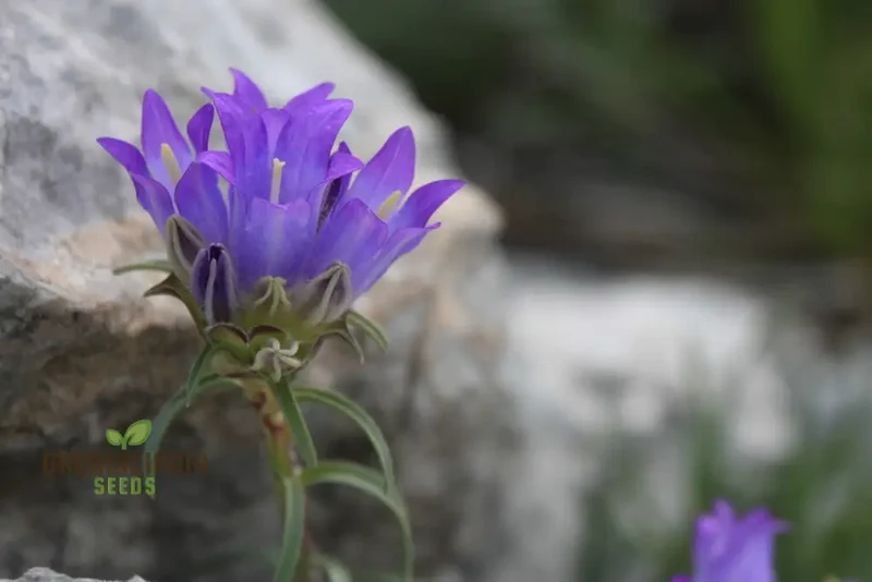 Edraianthus Serbicus Flower Seeds For Planting, Bring Serbian Alpine Beauty to Your Garden