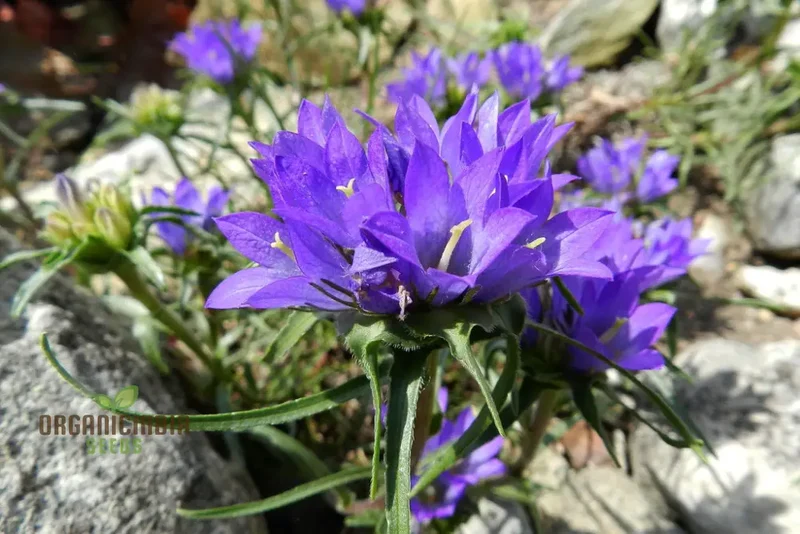 Edraianthus Serbicus Flower Seeds For Planting, Bring Serbian Alpine Beauty to Your Garden