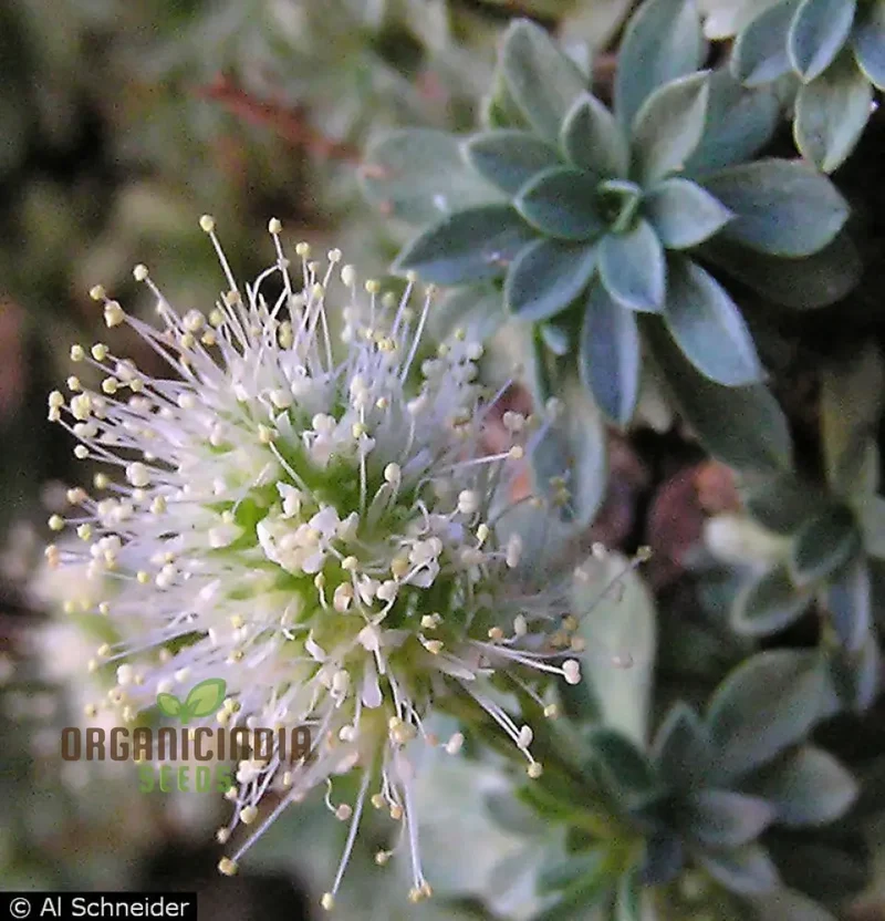 Petrophytum Caespitosa Seeds, Cultivate Diversity and Beauty in Your Gardening Journey