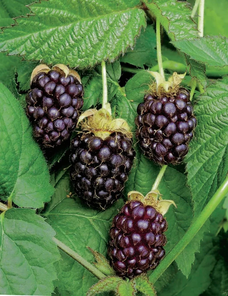 Premium BOYSENBERRY Seeds for Your Garden - Buy Seeds Online