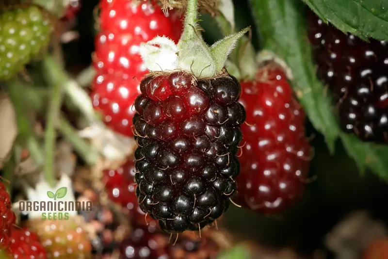 Premium BOYSENBERRY Seeds for Your Garden - Buy Seeds Online