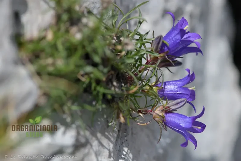 Edraianthus Montenegrinus Flower Seeds For Planting Alpine Elegance for Your Garden