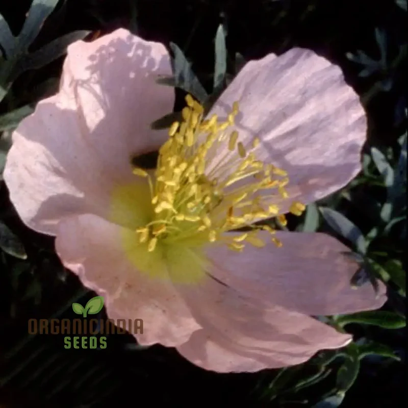 PAPAVER RADICATUM ROSEA Seeds - Exquisite Pink Blossoms for Your Garden Beds and Borders - Easy-to-Grow Perennial Flower Seeds