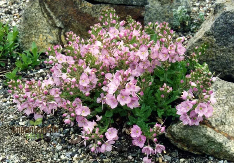 PAPAVER RADICATUM ROSEA Seeds - Exquisite Pink Blossoms for Your Garden Beds and Borders - Easy-to-Grow Perennial Flower Seeds