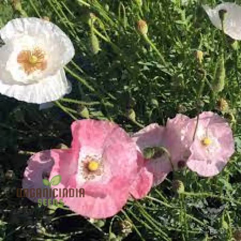 PAPAVER RADICATUM ROSEA Seeds - Exquisite Pink Blossoms for Your Garden Beds and Borders - Easy-to-Grow Perennial Flower Seeds