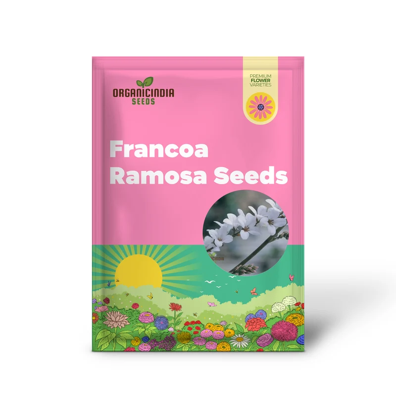 Francoa Ramosa Seeds, Hardy Perennial for Beautiful Gardens, Planting Instructions Included
