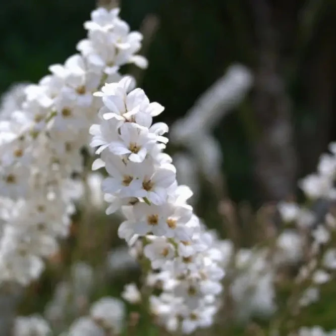 Francoa Ramosa Seeds, Hardy Perennial for Beautiful Gardens, Planting Instructions Included