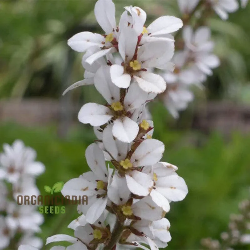 Francoa Ramosa Seeds, Hardy Perennial for Beautiful Gardens, Planting Instructions Included